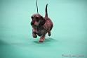 Crufts2011_2 1514